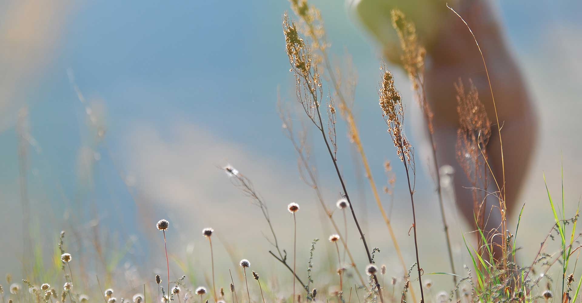 waldfee slider bild 4